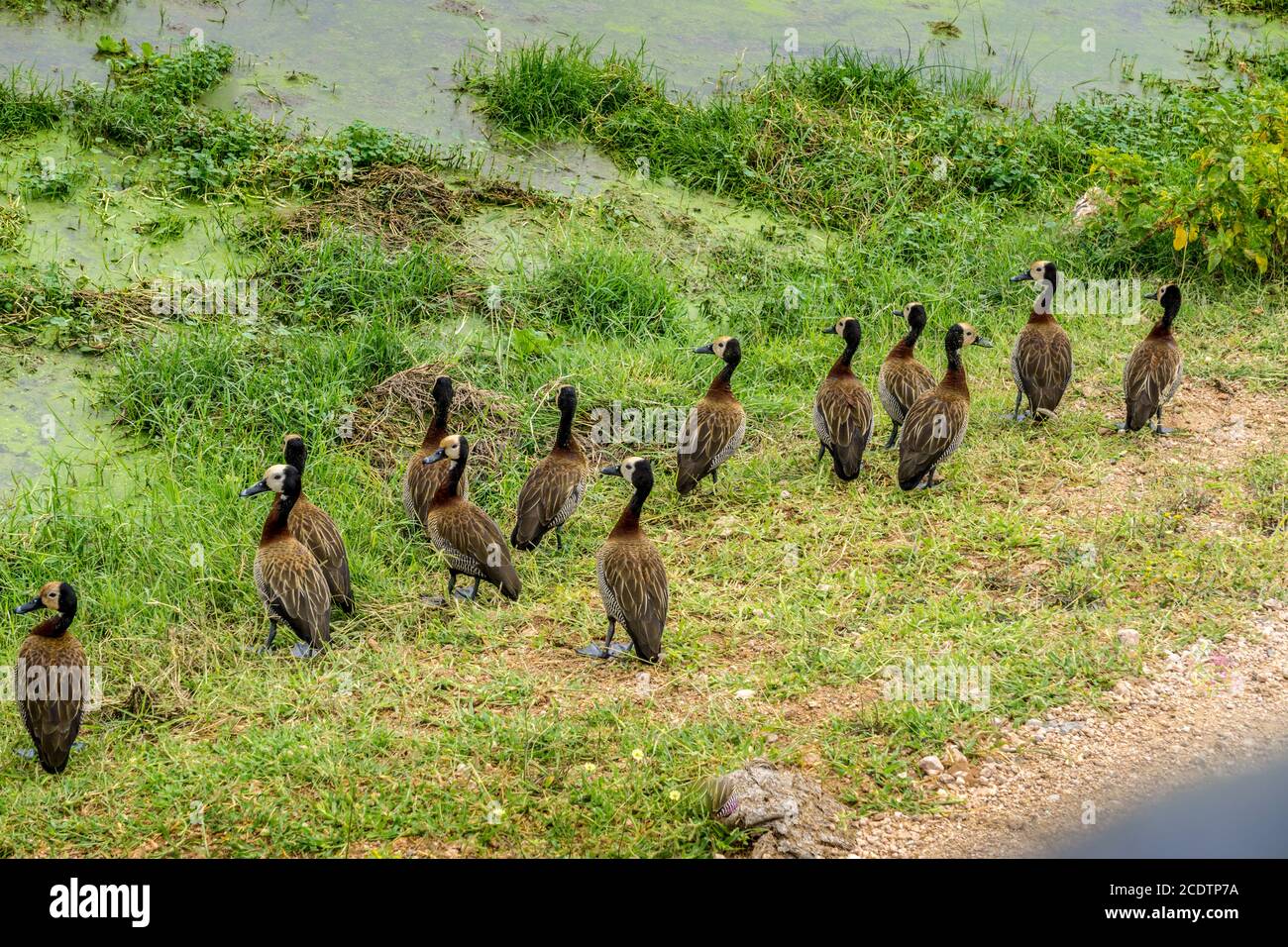 Viele Enten in Kenia Stockfoto