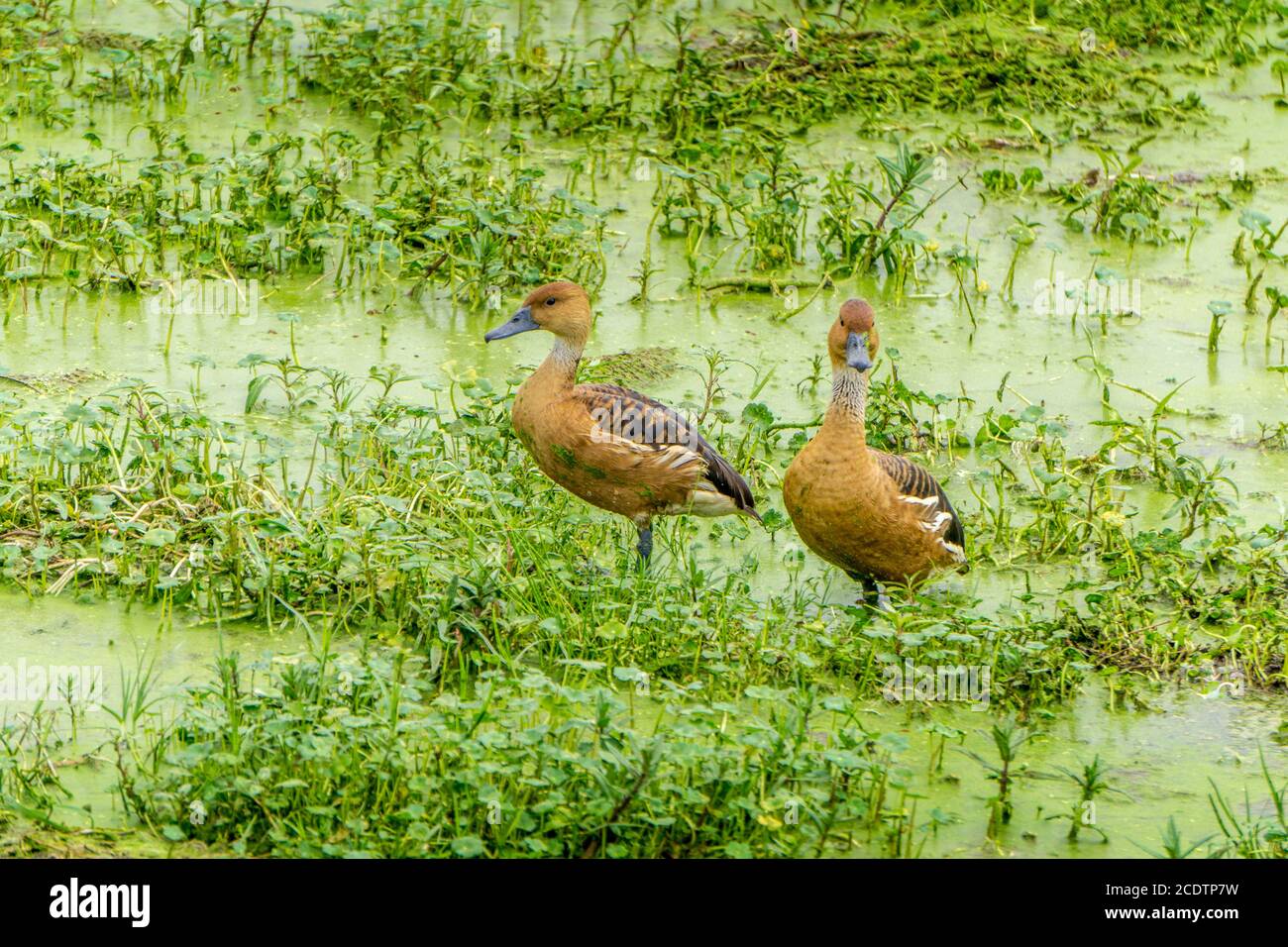 Zwei Enten in Kenia Stockfoto