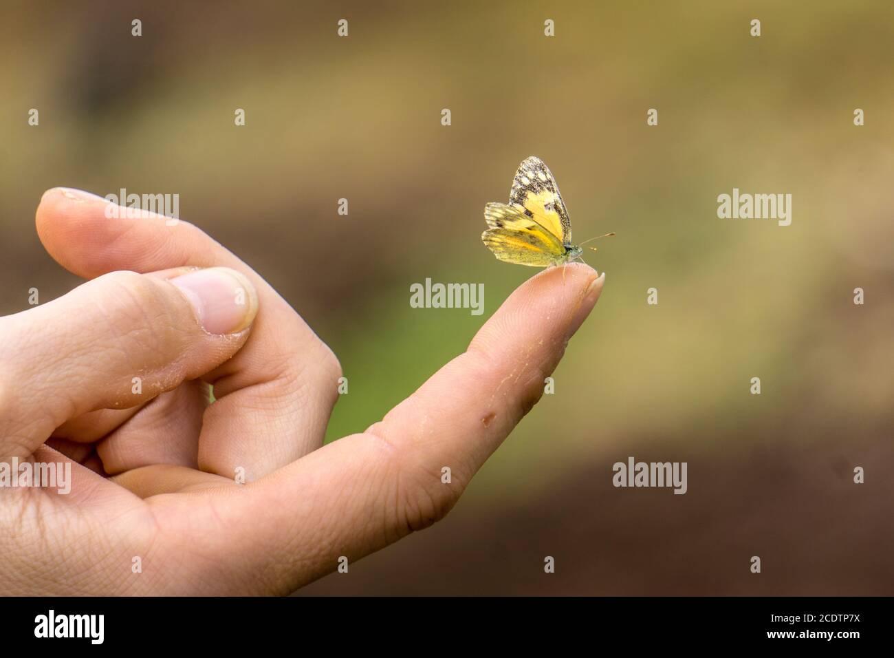 Kleiner Schmetterling auf einem Finger Stockfoto