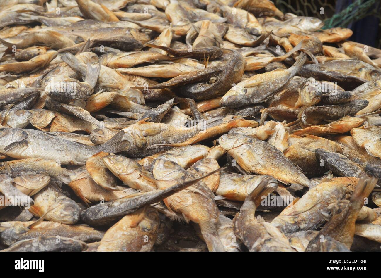 Racks von sonnengetrocknetem (guédj), gesalzenem und/oder geräuchertem Fisch (kétiakh) in Cayar (Senegal), einem unverzichtbaren Lebensmittel in ganz Westafrika Stockfoto