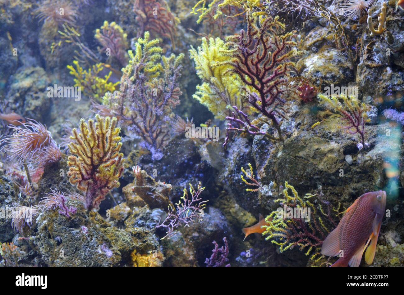 Abstrakter mariner Hintergrund. Korallen, Algen und exotische Meerfische. Stockfoto