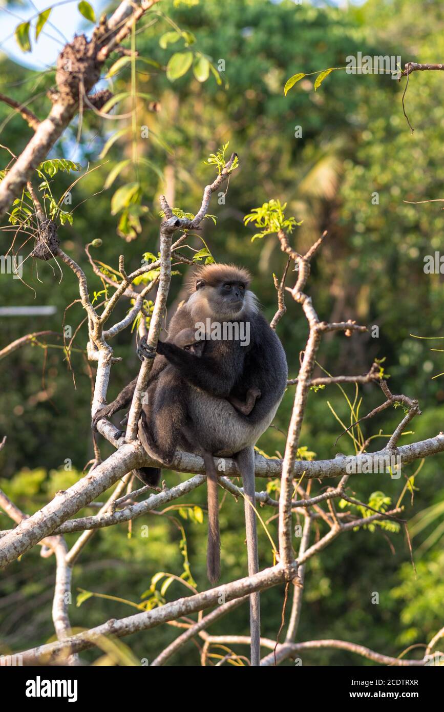 Affen und Wildnis auf den Dschungel Ort, hinter dem kleinen Ort Unawatuna, Sri Lanka Stockfoto