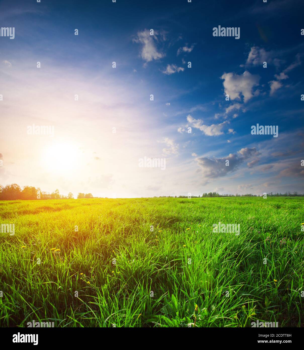 Green Field und schönen Sonnenuntergang Stockfoto