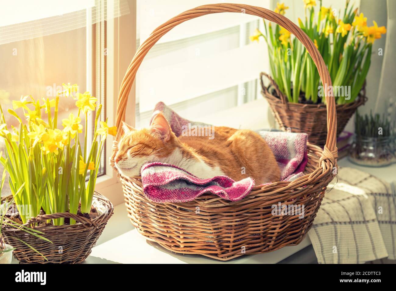 Morgensonne auf der schlafenden roten Katze im Korb mit Narzissen Stockfoto