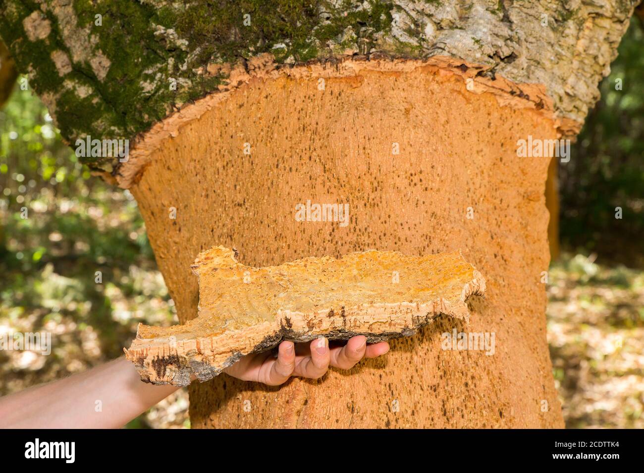 Hand hält Korkbaumrinde am Baumstamm Stockfoto