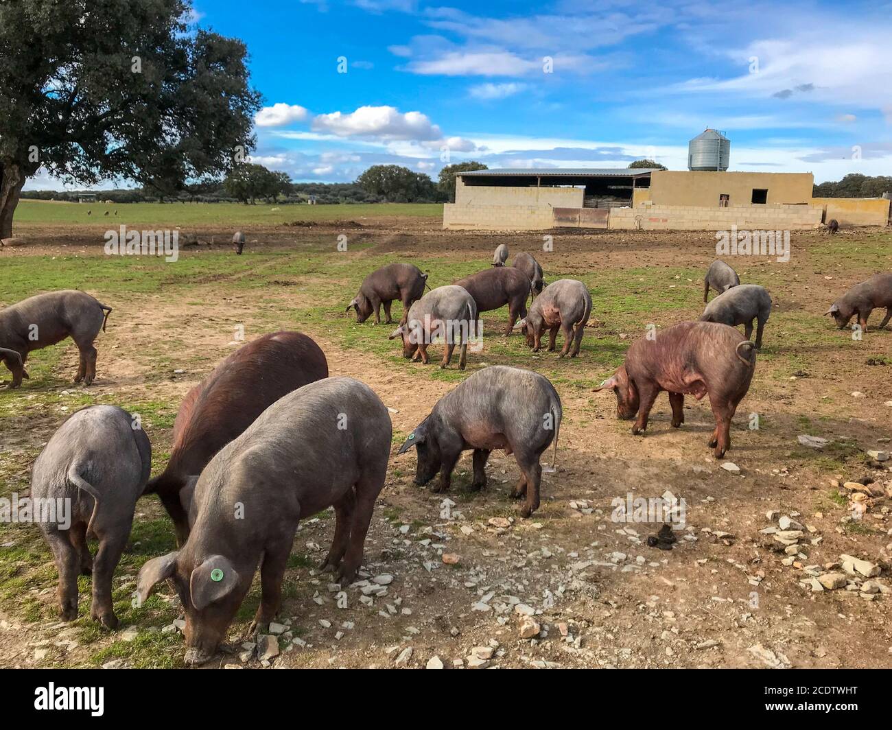 Eine Herde iberischer Schweine grast wild in der Farm in Spanien, auf der Weide mit Steineiche und blauen Himmel Stockfoto