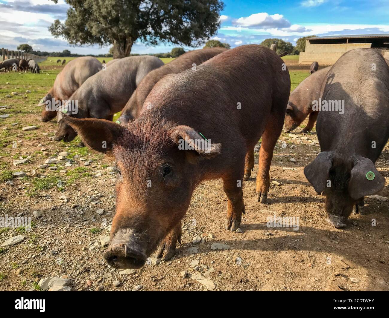 Eine Herde iberischer Schweine grast wild in der Farm in Spanien, auf der Weide mit Steineiche und blauen Himmel Stockfoto