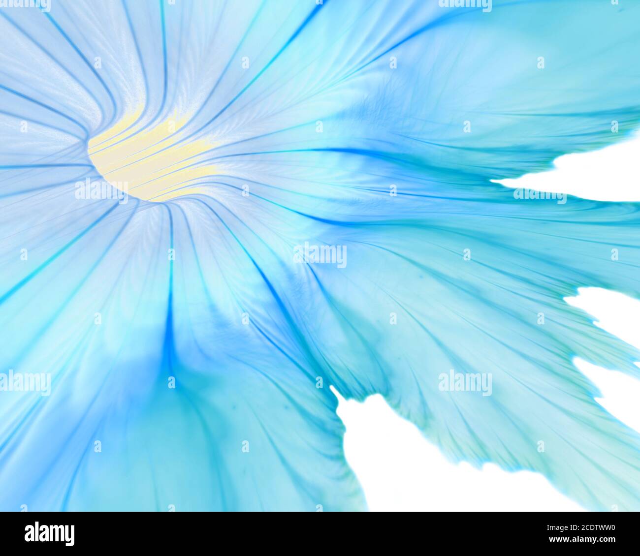 Nahaufnahme der zarten blauen Blume Stockfoto