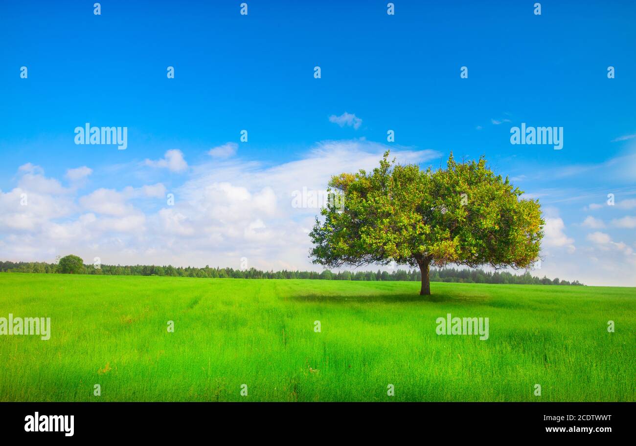 schöner grüner Baum auf Wiese Stockfoto