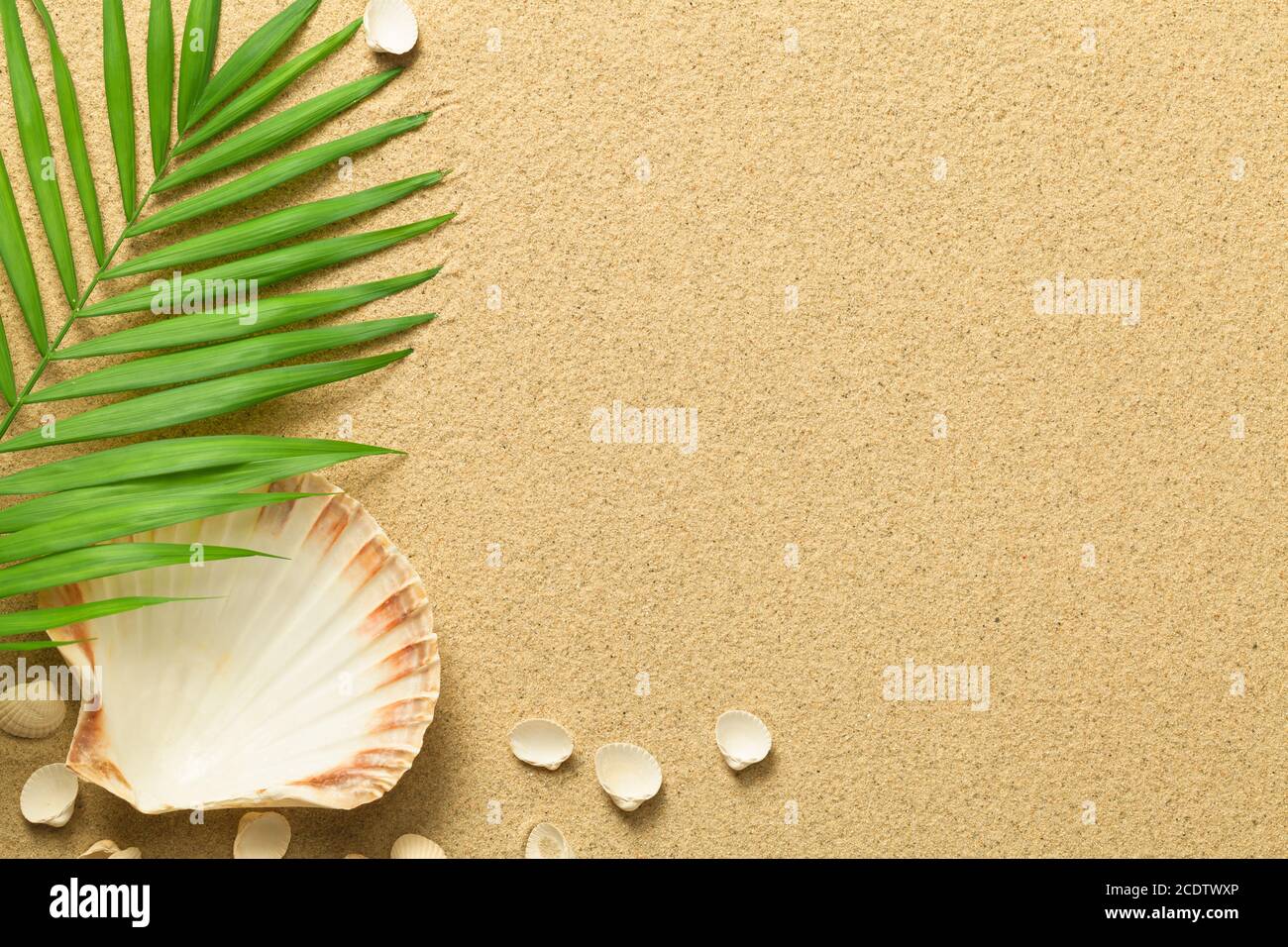 Sommer Hintergrund mit Green Palm Leaf und Muscheln Stockfoto Sommer Hintergrund mit Green Palm Leaf und Muscheln Stockfoto