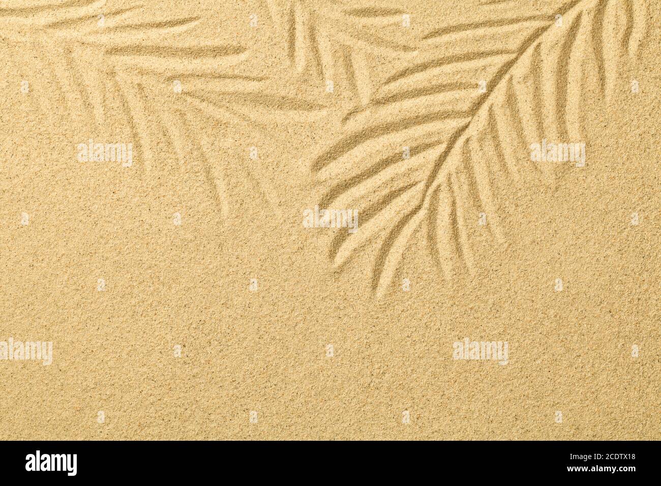 Palmenblätter in den Sand gezogen. Sommerhintergrund Stockfoto
