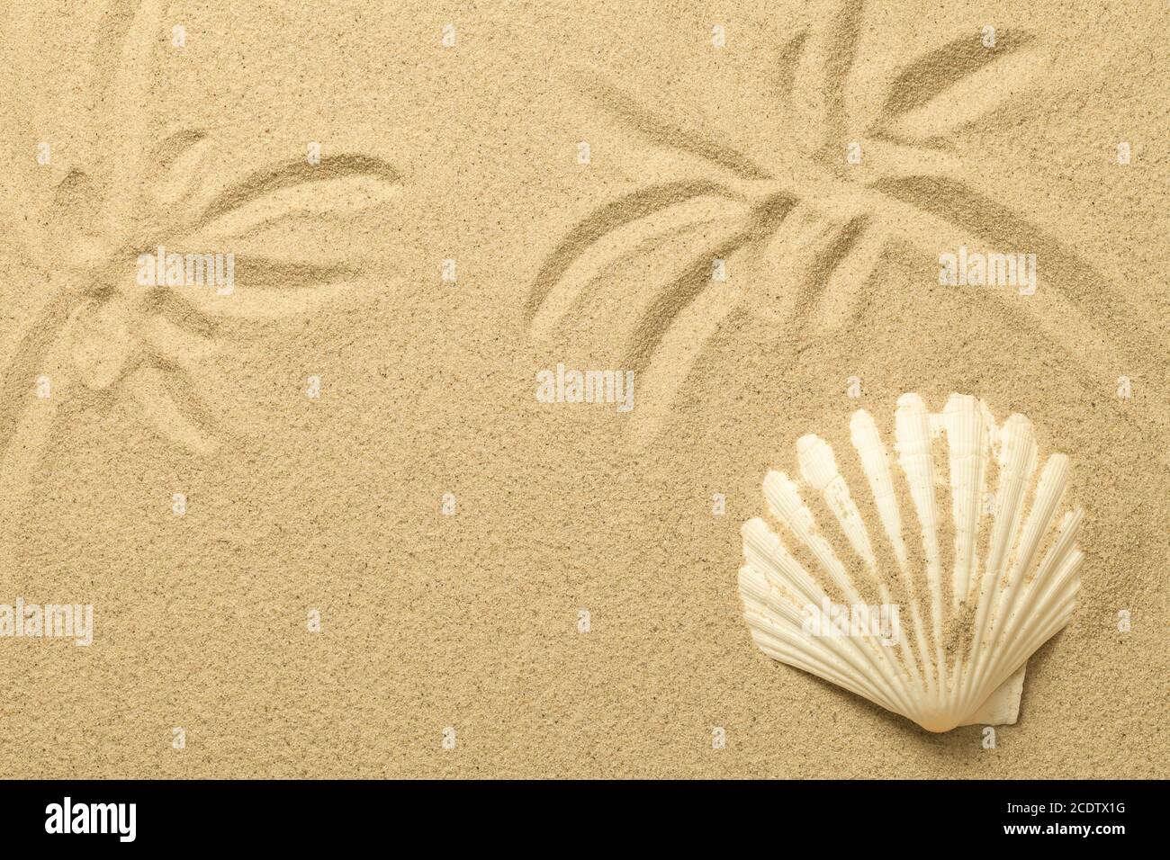 Palmen in den Sand gezogen. Sommer Hintergrund mit Shell Stockfoto