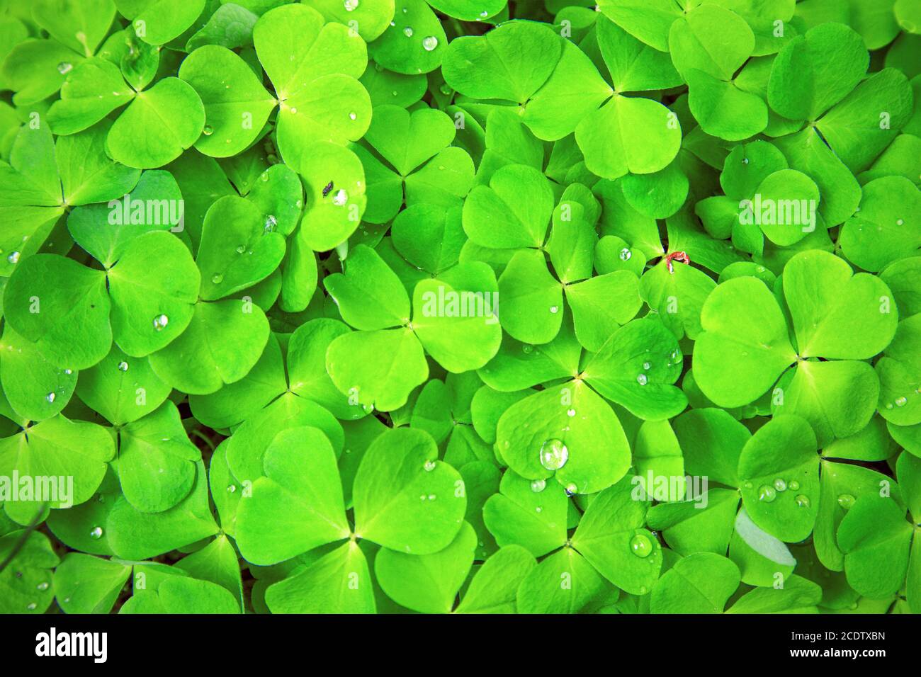 grünen Klee Hintergrund Stockfoto