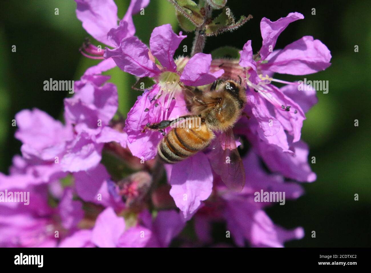 Honigbienen in Purple Loosestrife Stockfoto
