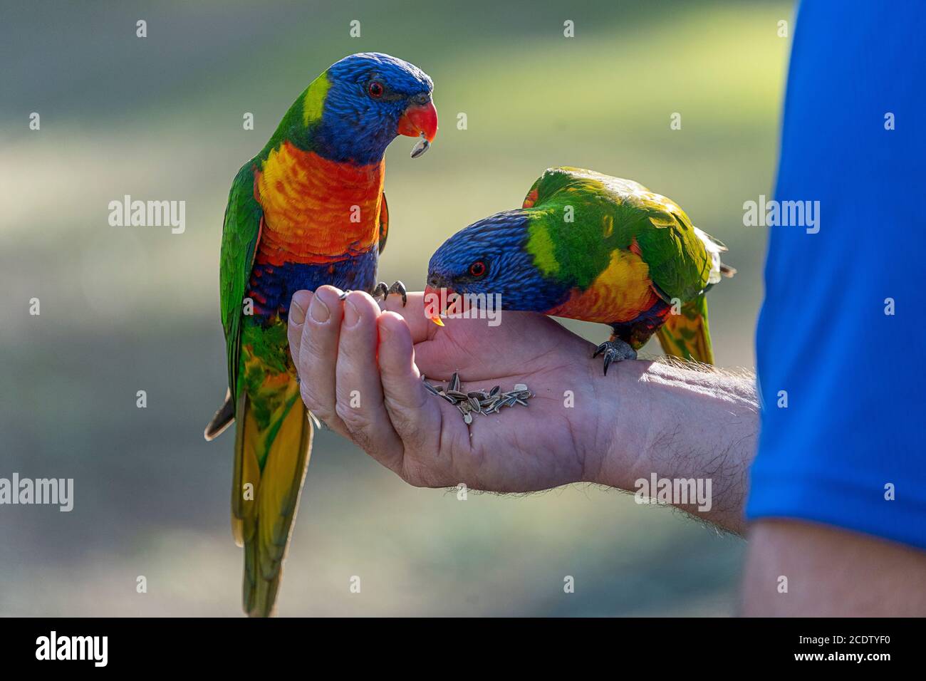 Zwei Regenbogenlorikeets, die aus der Hand des Menschen füttern Stockfoto