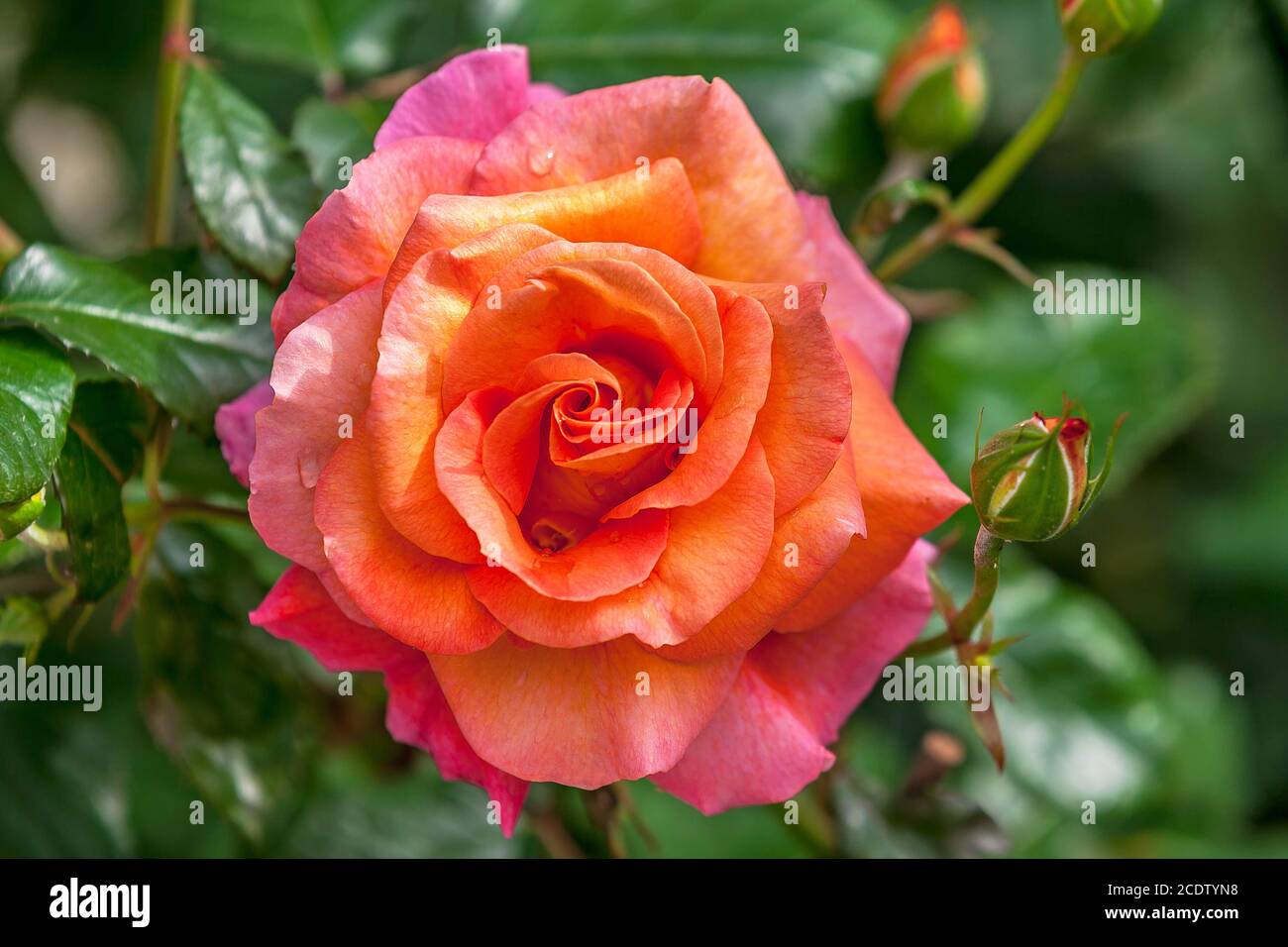 Nahaufnahme von orange gelbe Rose mit Wassertropfen Stockfoto