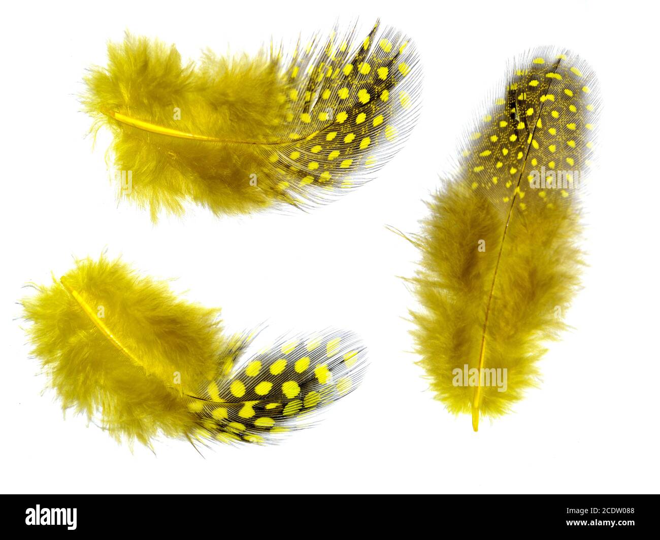 Flauschige gelbe Federn mit Flecken isoliert auf weißem Hintergrund Stockfoto