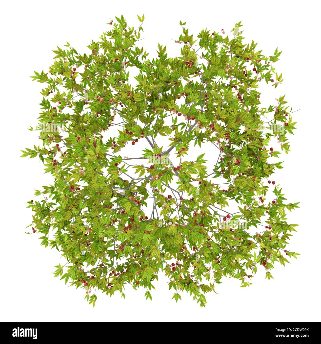 Draufsicht auf Kirschbaum mit Kirschen isoliert auf weiß Hintergrund Stockfoto