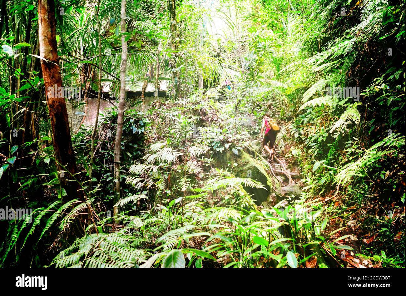 Trekking im Dschungel von Sarawak auf Borneo Stockfoto