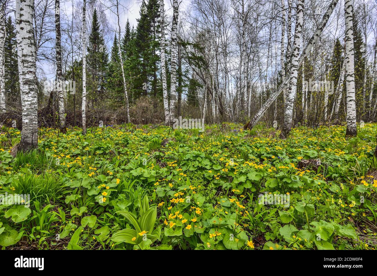Frühlingsbirke Waldlichtung mit gelben Marsh Ringelblumen (Caltha palustris) Stockfoto