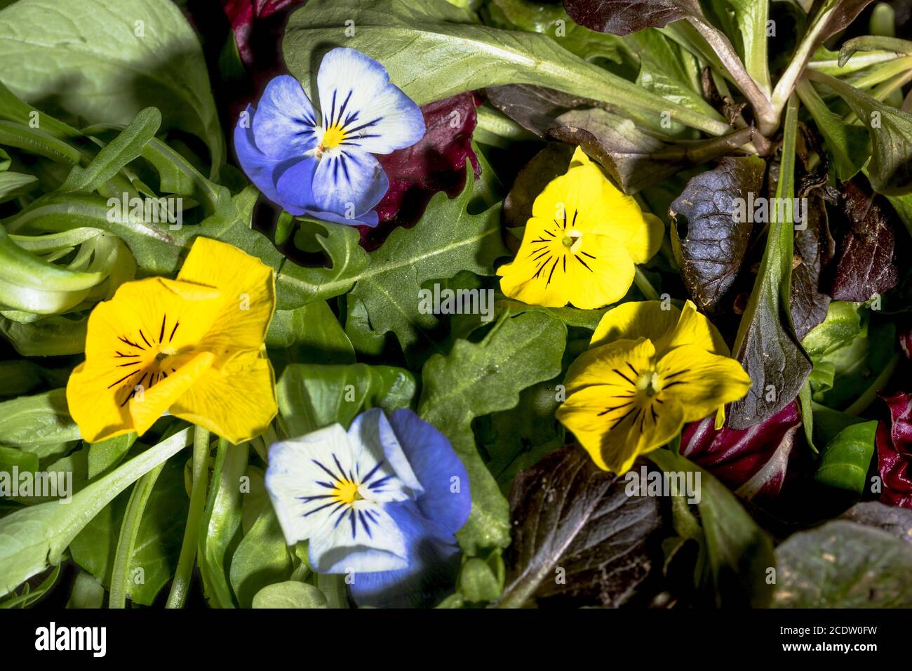 Frühlingssalatblätter mit gelben und blauen essbaren Blüten Stockfoto