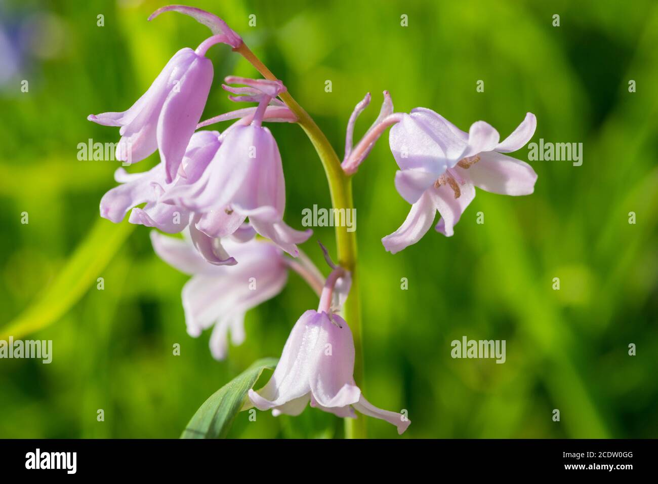 Lila Harebell Blumen, Campanula rotundifolia, Nahaufnahme auf grünem natürlichen Hintergrund, selektiver Fokus. Stockfoto