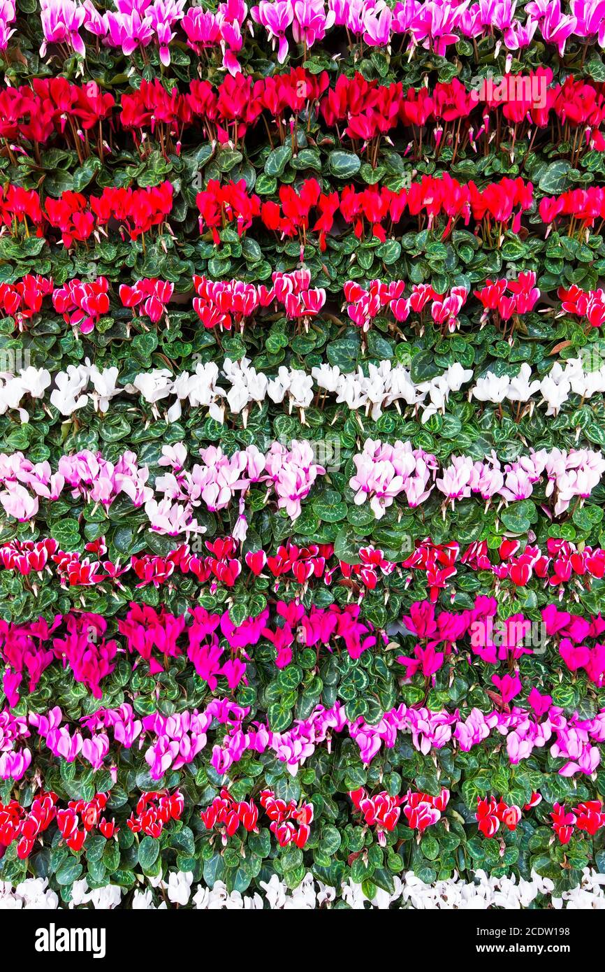 Blühende Blüten Cyclamen in Reihen Stockfoto