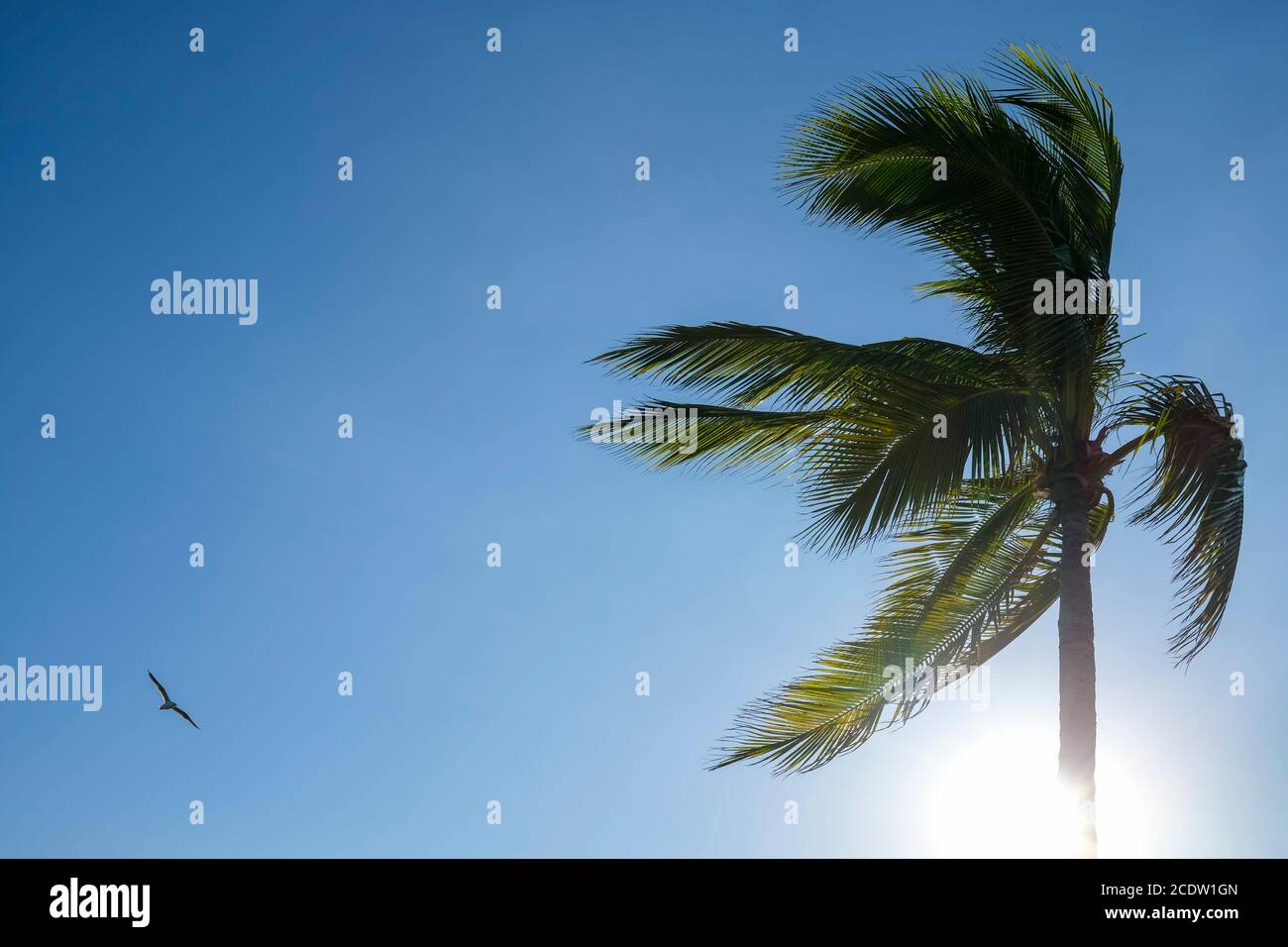 Palmen und Sonne flackern gegen klaren blauen Himmel Stockfoto