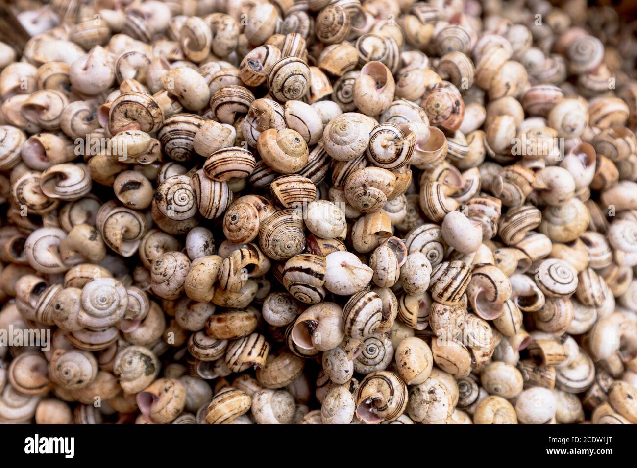 Schnecken auf dem Ballaro-Markt in Palermo auf Sizilien Stockfoto