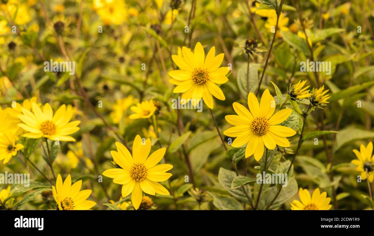 Gemeine Ragwort Senecio jacobaea - schöne gelbe Blume Nahaufnahme Makro Stockfoto