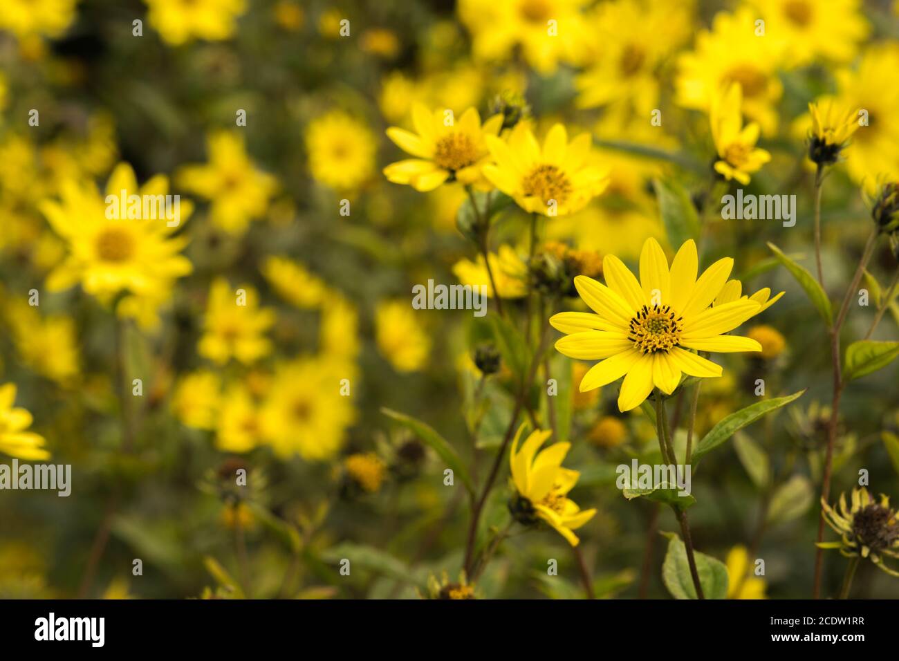 Gemeine Ragwort Senecio jacobaea - schöne gelbe Blume Nahaufnahme Makro Stockfoto
