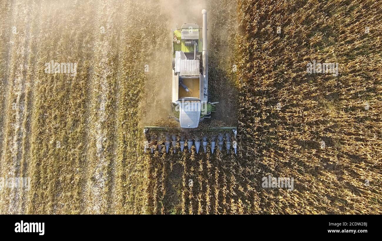 Feldhäcksler Ernten Mais. Maiskolben sammeln mit Hilfe eines Mähdreschers. Reife Getreide auf dem Feld. Stockfoto