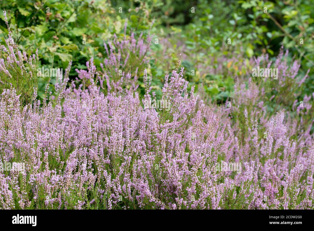 Heather Blumen im Sommer Wald closeup Stockfoto