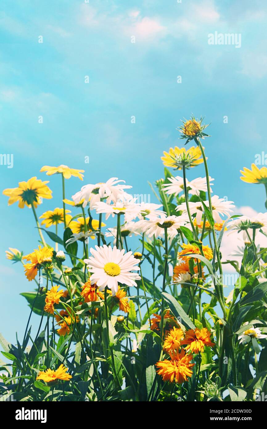 Sommer blüht vor blauem Himmel Stockfoto