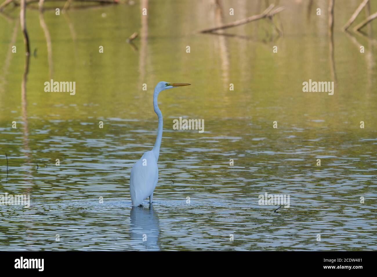 Ein großer Weißer Reiher waten in einem flachen Bereich des Wassers unter dem Schatten eines Baumes an der nahe gelegenen Küste. Stockfoto