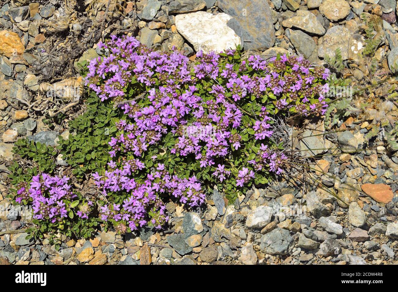 Blühender schleichender Thymian (Thymus serpullum) auf einem Steinboden Stockfoto