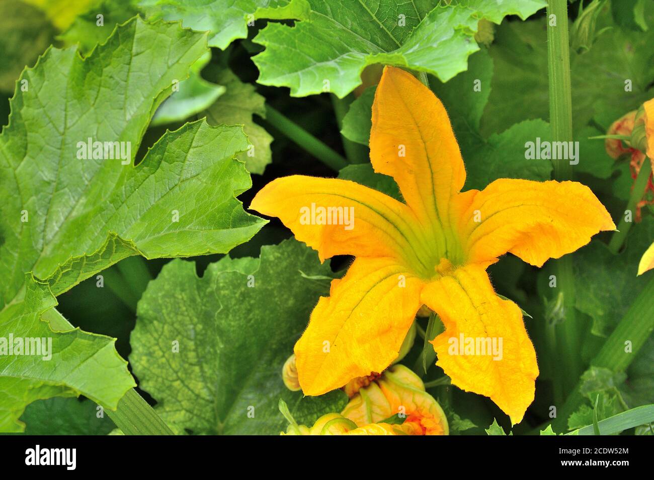 Gelbe Zucchini-Blume mit grünem Laub im Garten Stockfoto