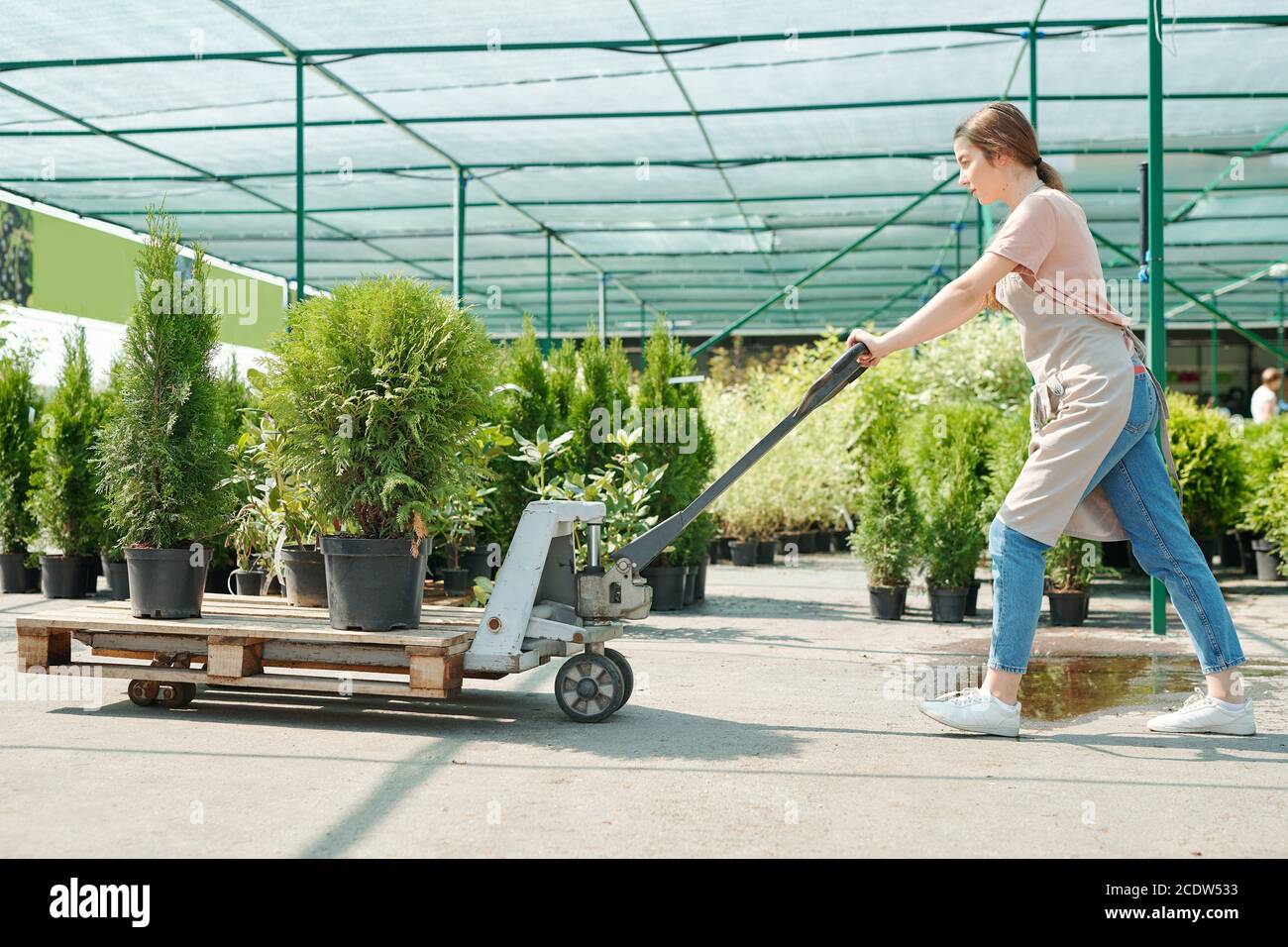 Seitenansicht der jungen Arbeiterin des Gewächshauses, die den Wagen schiebt Mit Thuja-Büschen Stockfoto