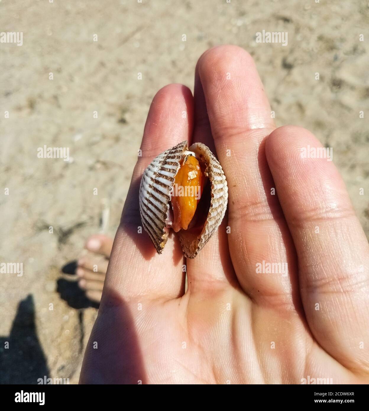 Sehr große leckere Cockle Clam Meeresfrüchte im Vergleich mit Hand Stockfoto