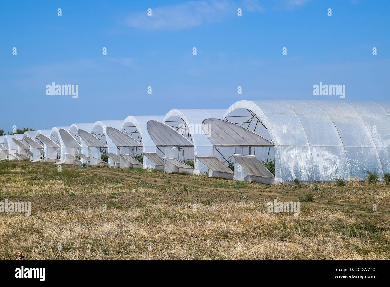 Eine Gruppe von Gewächshäusern für den Anbau von Tomaten und Gurken. Stockfoto