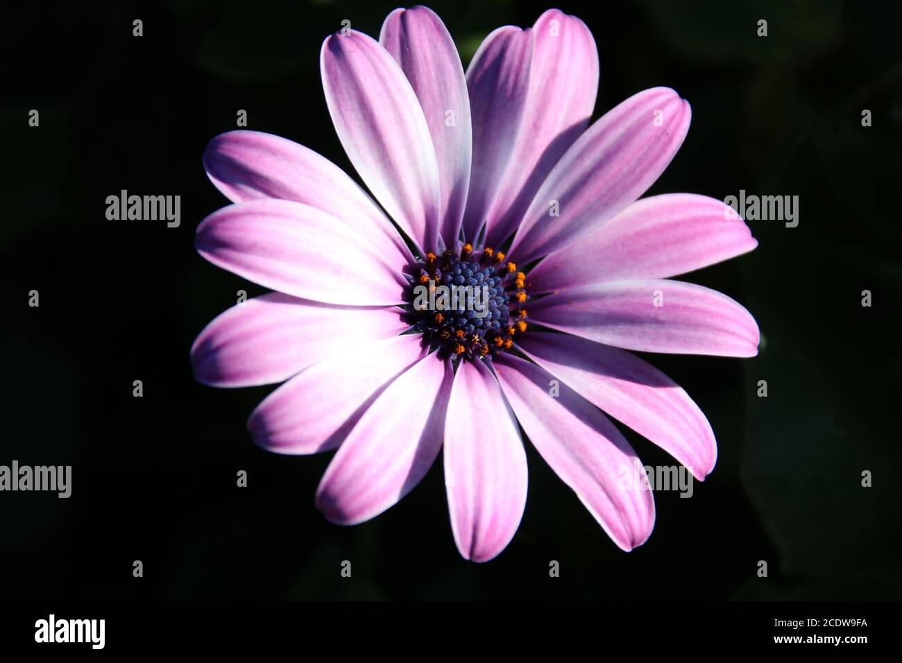 Eine violette Osteospermum (Afrikanische Gänseblümchen) Blume im Frühling Sonnenschein isoliert auf einem dunklen Hintergrund Stockfoto