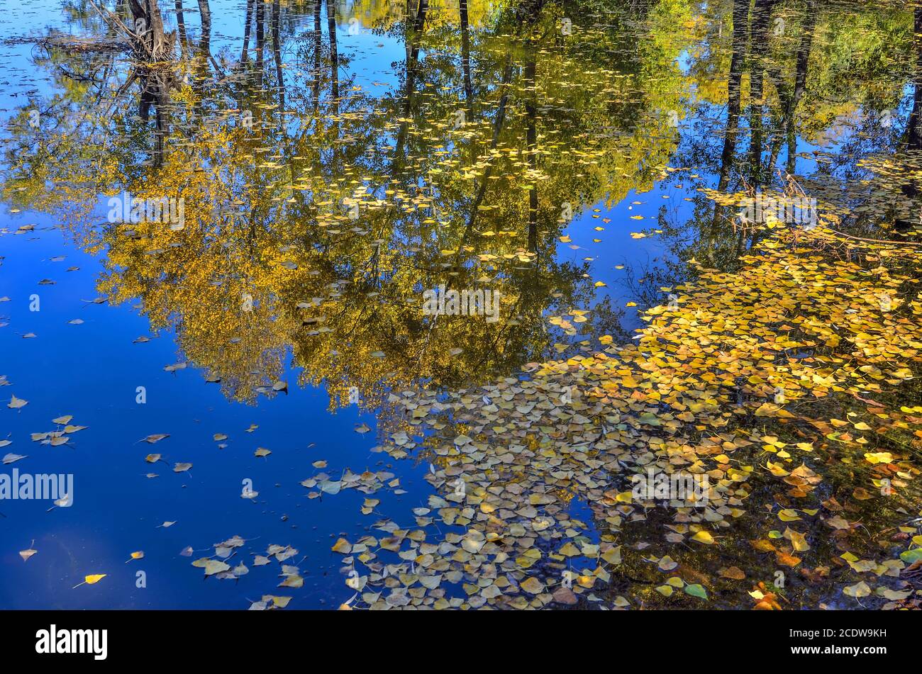 Bunte Herbstlandschaft auf dem See - Schönheit des Herbstes Natur Stockfoto