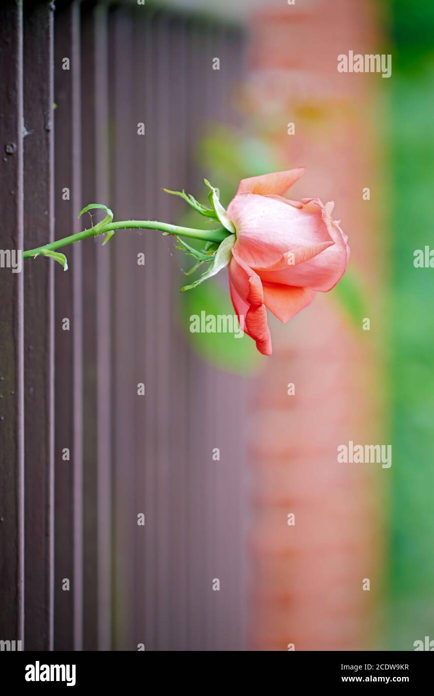 Eine einzelne Rose wächst durch einen Gartenzaun Stockfoto