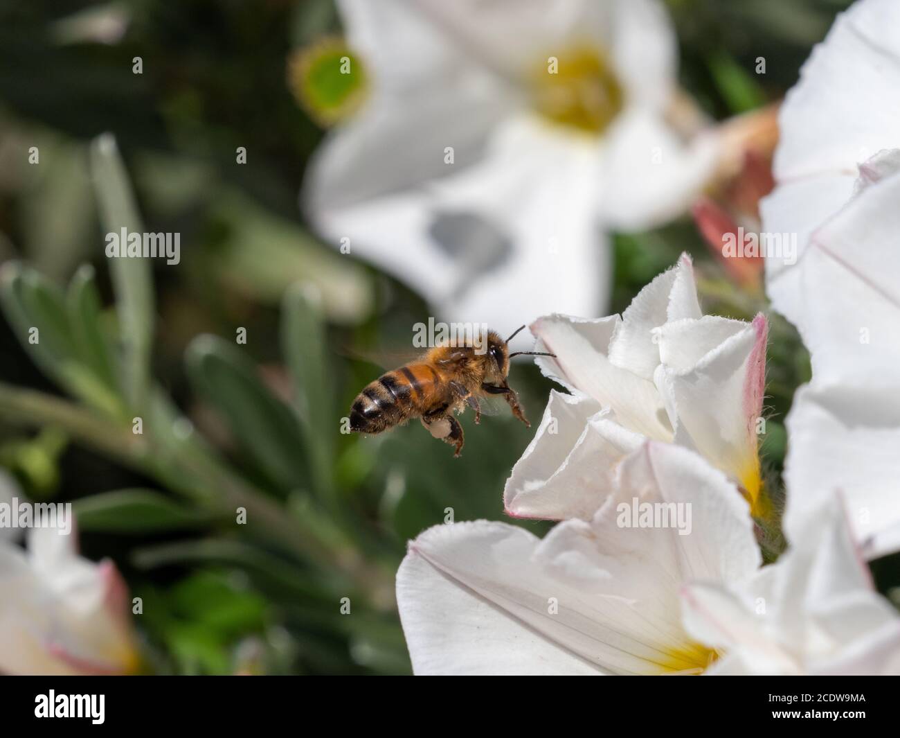 Honigbiene Besuch convolvulus Blumen Stockfoto