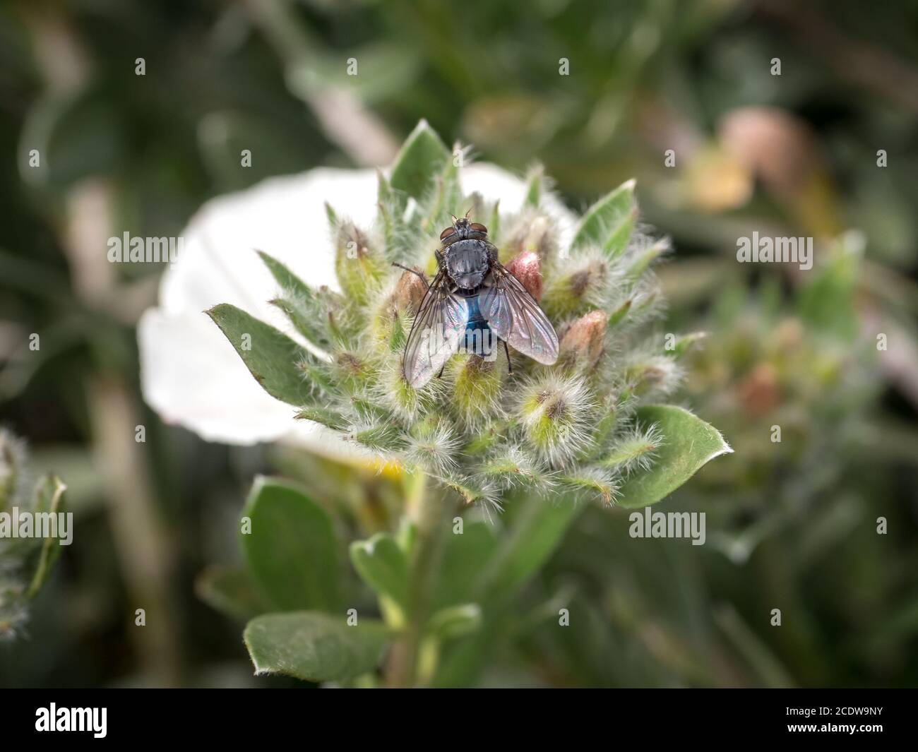 Fliege, die auf einer Convolvulus-Blume ruht Stockfoto