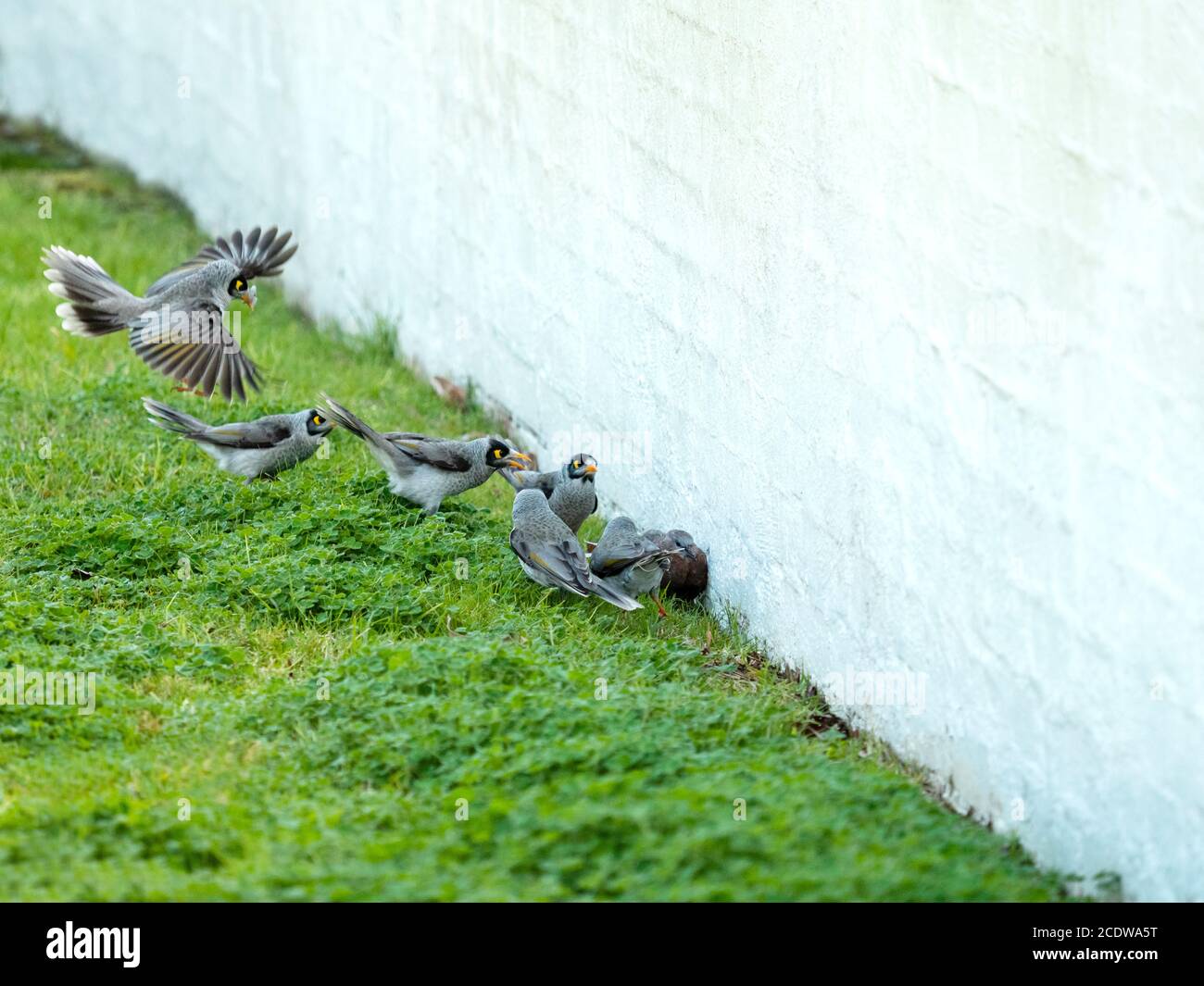 Eine Bande von Myna-Vögeln greifen eine Taube an Gegen eine Wand Stockfoto