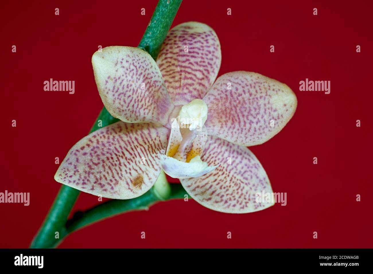 Blüte einer Orchidee mit rotem Hintergrund Stockfoto