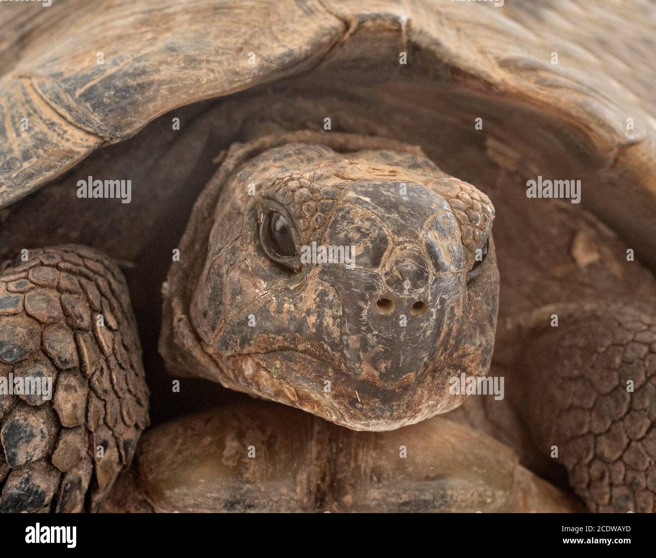 Griechische Schildkröte im Studio, Portrait und Nahaufnahme Stockfoto