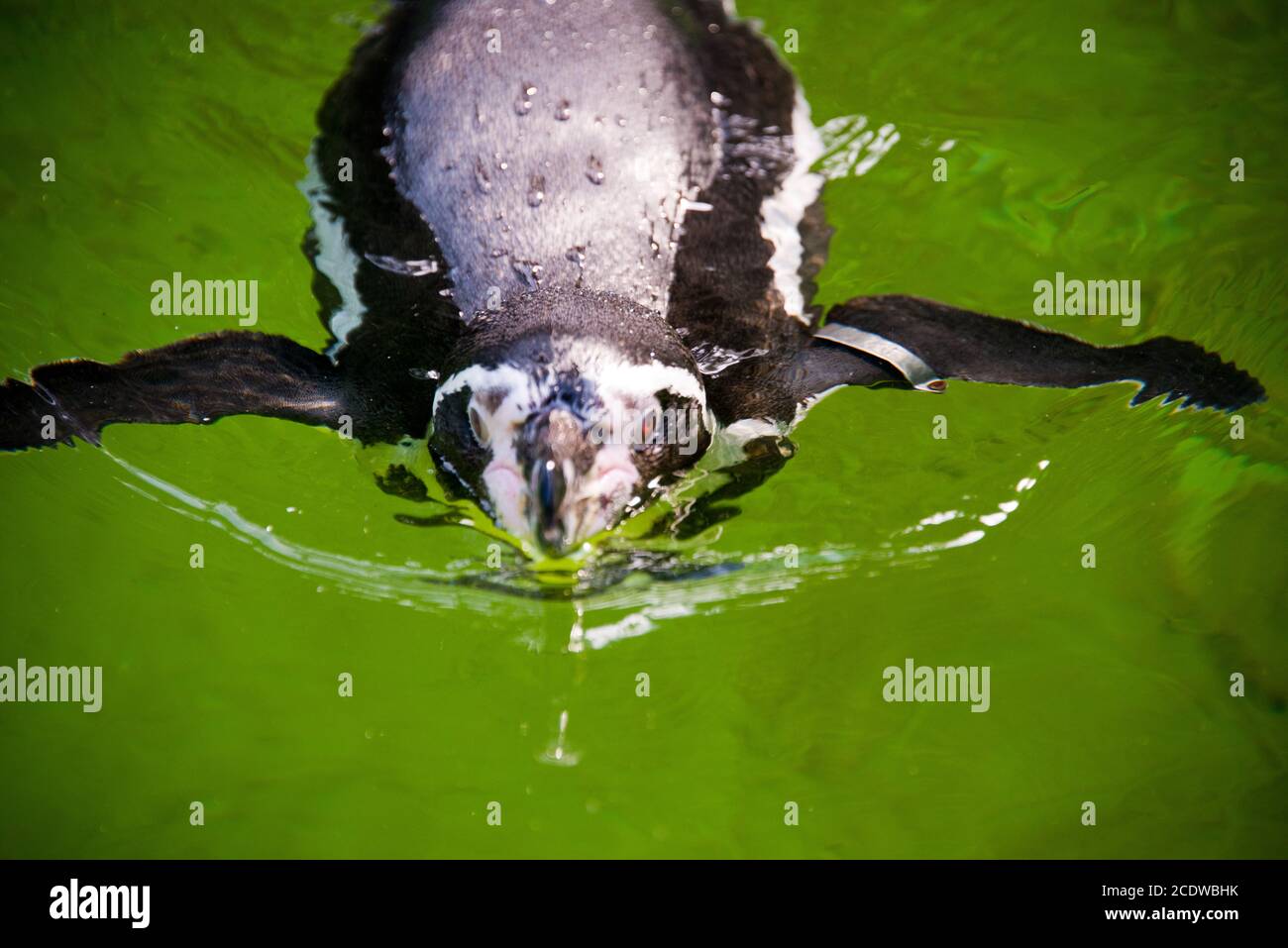 Schwimmende Jackass-Pinguine (Spheniscus demersus) Stockfoto