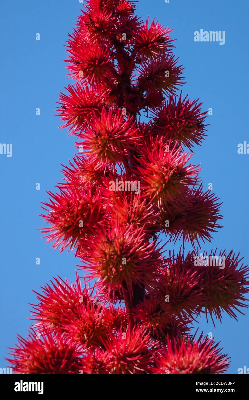Rizinusölpflanze, Giftige Früchte der Rizinusbohne Rizinusbohne Ricinus communis 'Red Giant' Stockfoto